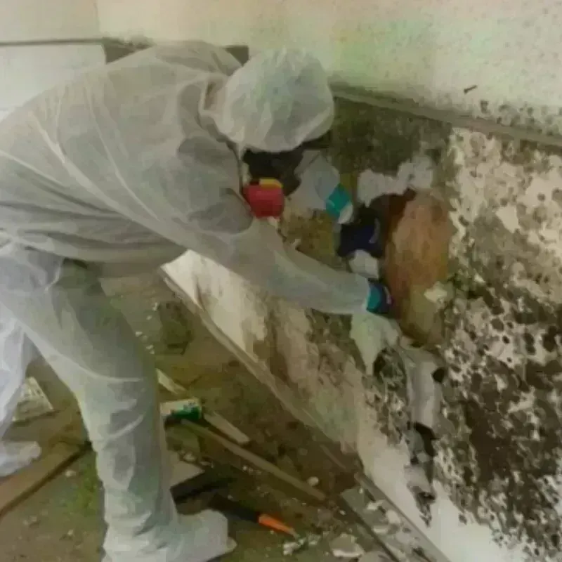 Mold Remediation and Removal in Oak Hills, CA